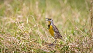 Eastern Meadowlark bird