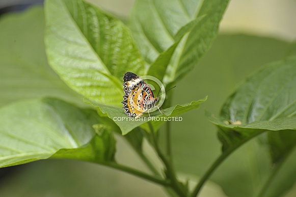 leopard lacewing butterfly leopard lacewing butterfly