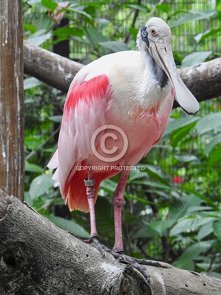 Roseate Spoonbill