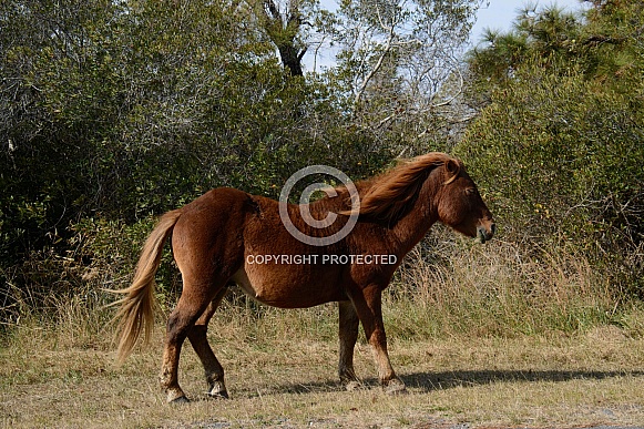 Assateague Pony