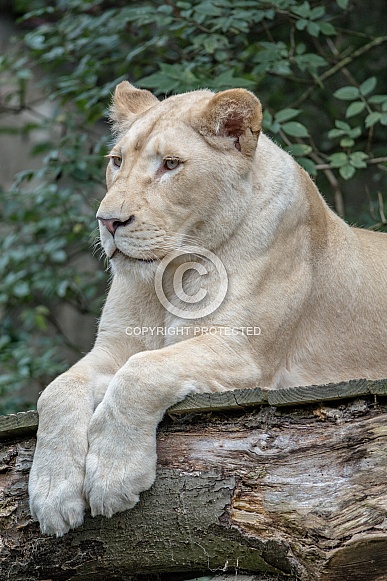 white Lion white Lion