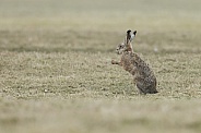 Hare