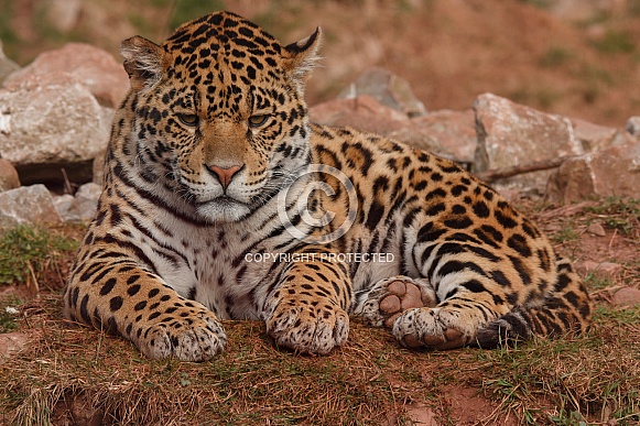 Jaguar