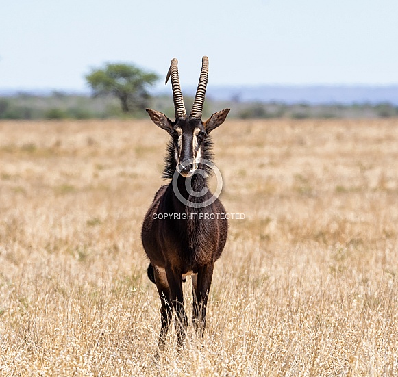 Sable Bull Sable Bull