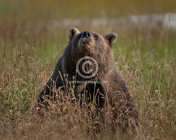 Large sow bear in the tall grass