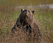 Large sow bear in the tall grass