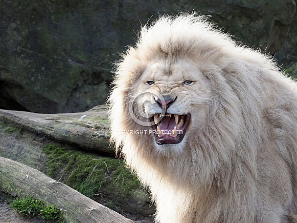 White Lion (Panthera Leo)