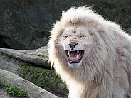 White Lion (Panthera Leo)