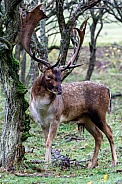 An European fallow deer (Dama dama)