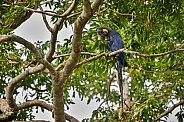 Hyacinth macaw in the nature habitat