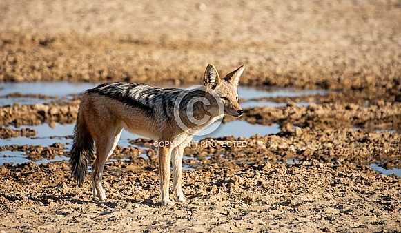 Black-backed Jackal