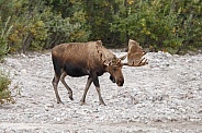 The moose or elk (Alces alces)