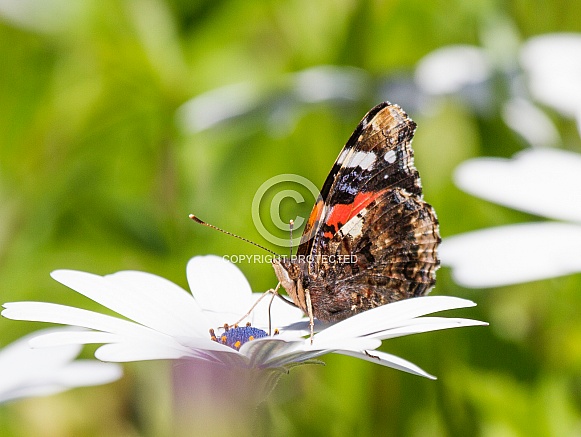 Red Admiral Red Admiral
