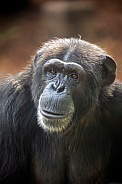 Chimpanzee (Pan troglodytes)