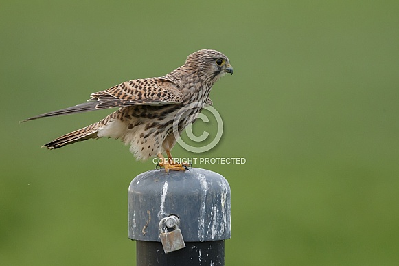 The common Kestrel