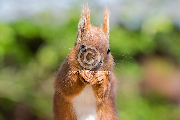 Isle of Wight Red Squirrel