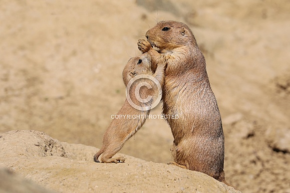 Black-tailed prairie dog (Cynomys ludovicianus) Black-tailed prairie dog (Cynomys ludovicianus)