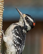 Close-up Male Hairy Woodpecker in Alaska
