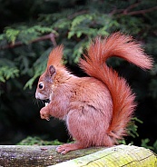 Red Squirrel