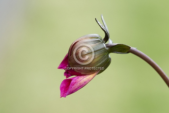 Dahlia Mystic sparkler bud.