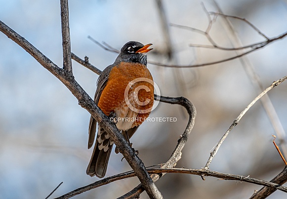 American Robin