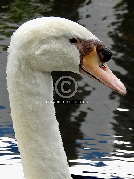 Mute Swan