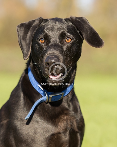 Black Labrador Retriever