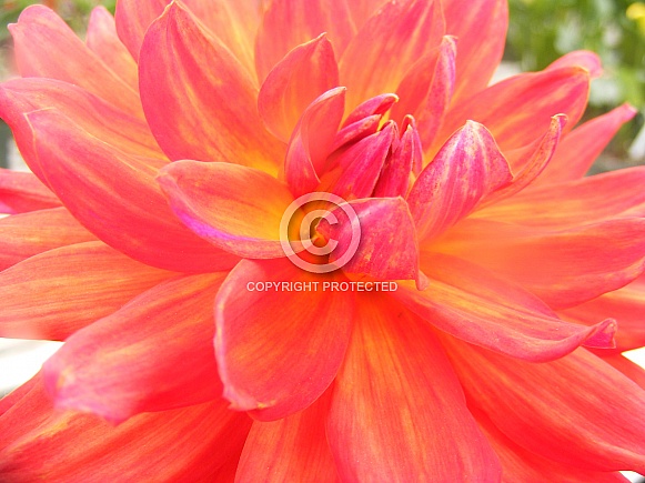 Royal Dahlia Royal Dahlia