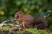 Red Squirrel