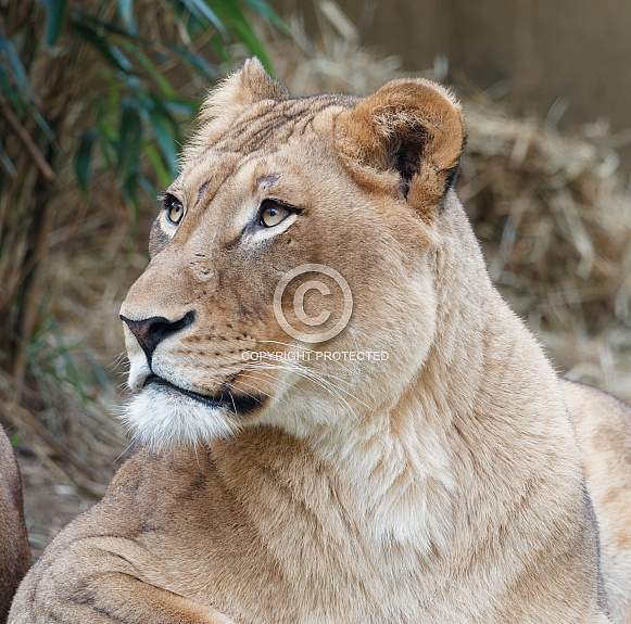 Female Lion