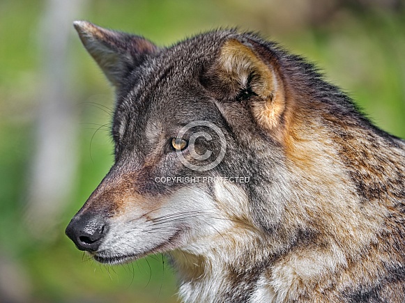 Wolf profile Wolf profile