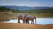 African Elephant group