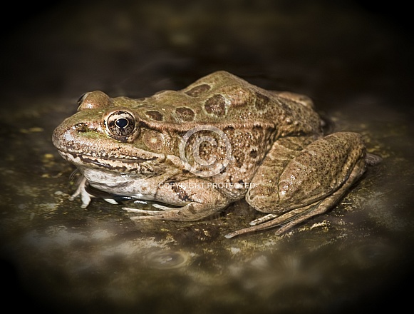 Lowland Canyon Leopard Frog Lowland Canyon Leopard Frog