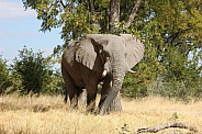 Bull elephant