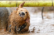 Dog shaking off muddy water