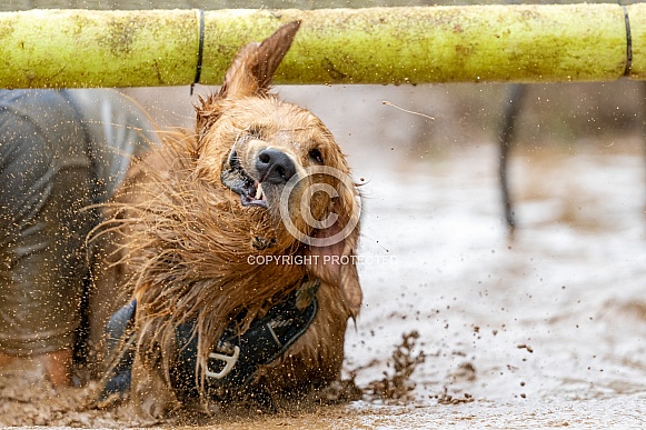 Dog shaking off muddy water Dog shaking off muddy water