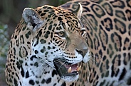 Jaguar (Panthera Onca)
