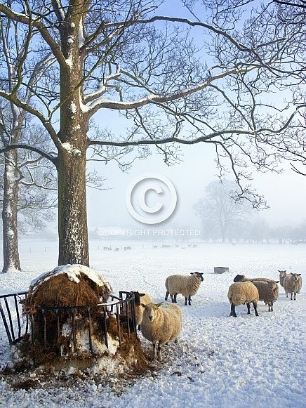 Feeding sheep in Winter Weather