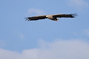 White tailed eagle or European Eagle