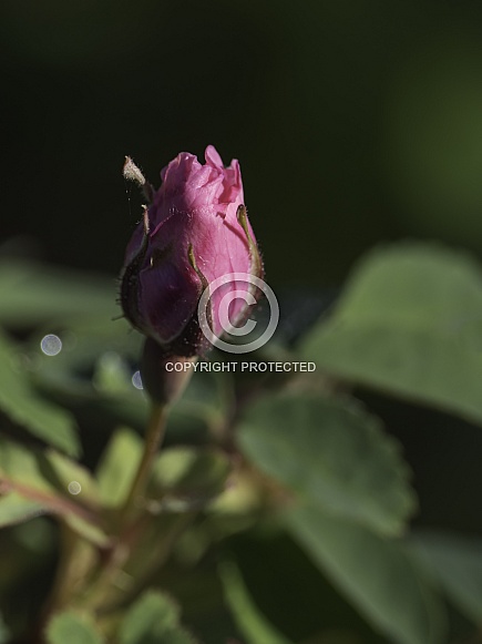 Prickly Wild Rose Bud in Alaska