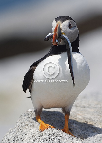 Atlantic Puffin