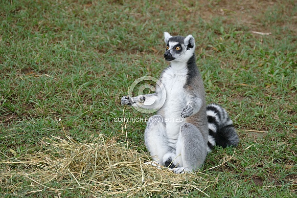 Ring-tailed Lemur