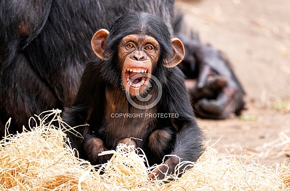 Baby Chimpanzee Sitting Upright Mouth Open At Camera