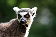 Ring-tailed lemur