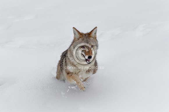 Coyote