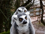 Ring-Tailed Lemurs, mother and baby