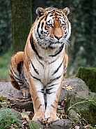 Tiger (panthera tigris)
