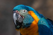 Blue Throated Macaw