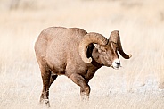 Big horn sheep (wild)