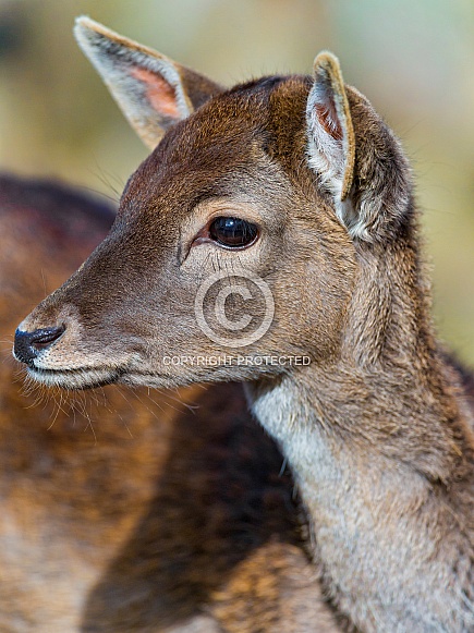 Female Deer Female Deer